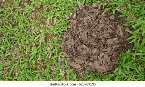 Cow Poop Images Stock Photos Vectors Shutterstock