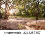 Dried creek bed surrounded by Eucalypts in outback Australia at sunset