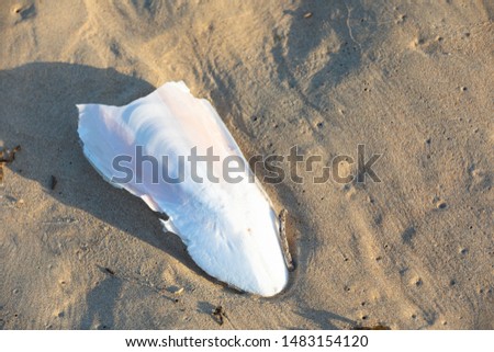 Dried cuttlebone from the cuttlefish washed up on a sandy beach