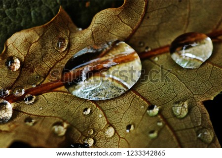 Similar – Image, Stock Photo After the rain Plant Earth