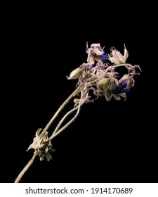 Dried Dead Catchment Flower Isolated On Black Background. Sample Of A Flower In Oriental Style With Pastel Colors.