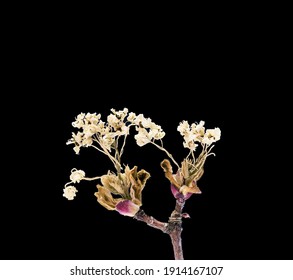 Dried Dead Flower Of Cherry Isolated On Black Background. Sample Of A Flower In Oriental Style With Pastel Colors.