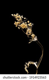 Dried Dead Flower Spirea Isolated On Black Background. Sample Of A Flower In Oriental Style With Pastel Colors.