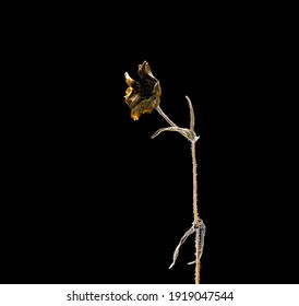 Dried dead marigold flower isolated on black background. Sample of a flower in oriental style with pastel colors.