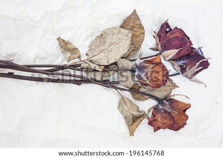 dried and dead rose on old paper