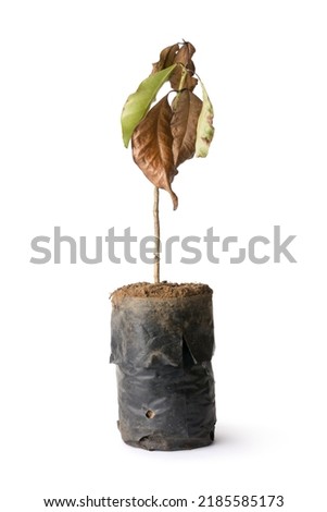 dried dead tree plant in a grow bag, withered plant without proper watering or caring isolated on white background