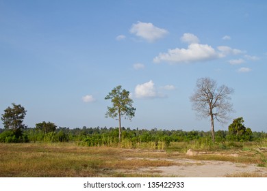 Dried dead trees