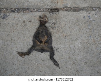 dried death flat frog on cement road.