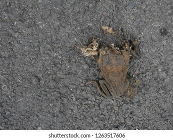 dried death flat frog on cement road.