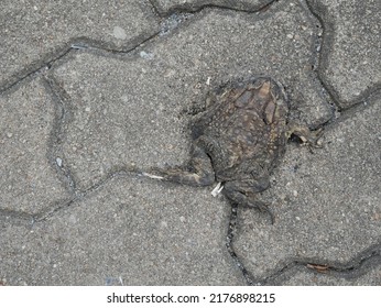 dried death flat frog on the road.