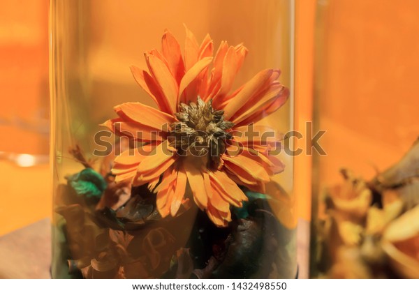 Dried Decorative Flowers Inside Glass Vase Stock Photo Edit Now