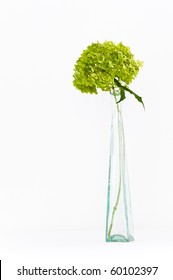 Dried delicate green hortensia (hydrangea) flowers in tall glass vase on isolating background