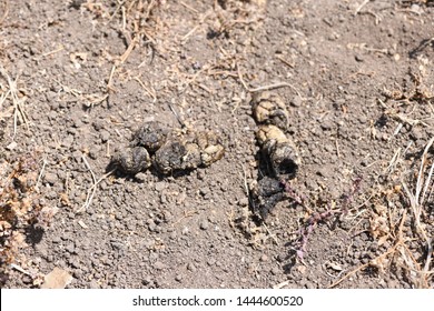 183 Hare poop Images, Stock Photos & Vectors | Shutterstock