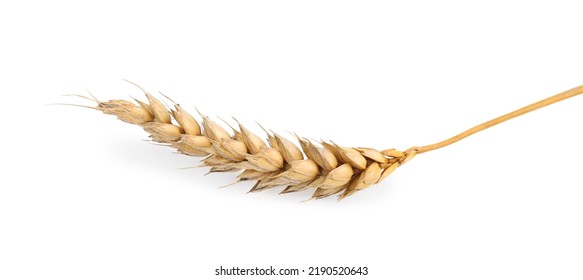 Dried Ear Of Wheat Isolated On White