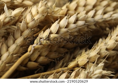 Similar – Image, Stock Photo Why Zen? Wheat Moonlight