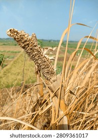 Dried empty corn cob remaining on the withered stalk in a rural agricultural field under clear blue sky