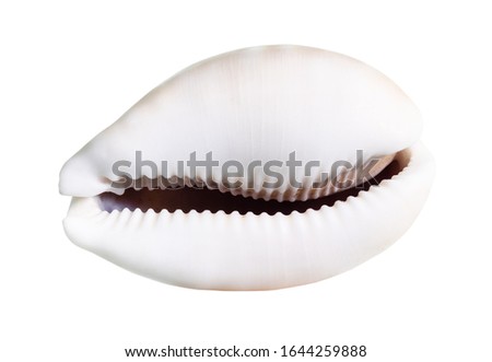 dried empty shell of cowrie cutout on white background