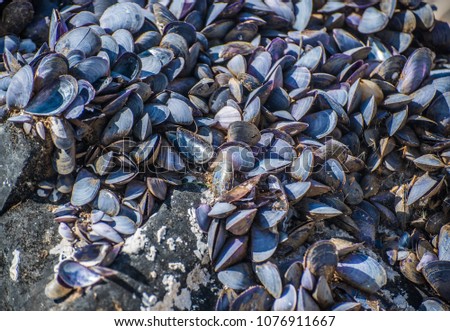Dried empty shells of molluscs. Selective focus.