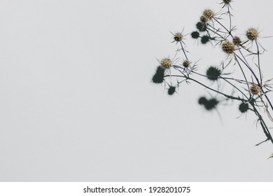 Dried eryngium flower over pastel blue background with trendy shadow and sunlight. Minimal summer template with copy space. Flat lay, top view