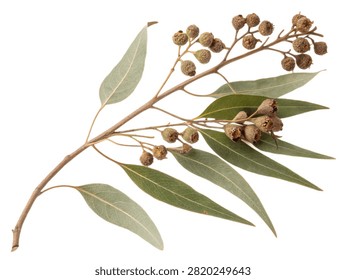A dried eucalyptus branch with green leaves and seed pods isolated on white transparent background.