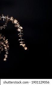 Dried Eucalyptus Branches On A Black Background, Dried Flowers, Dried Floral Arrangements