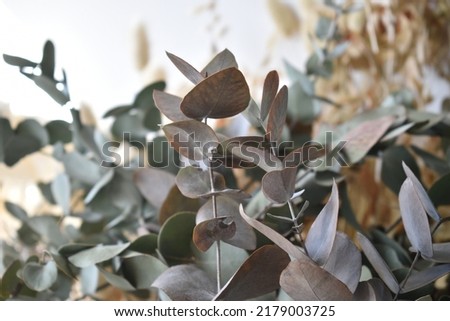 dried eucalyptus leaves in the form of bouquets