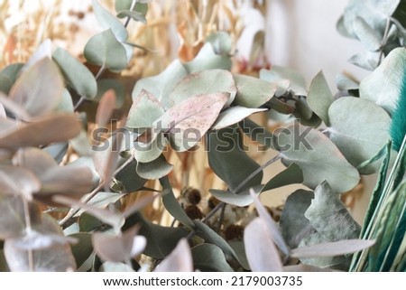 dried eucalyptus leaves in the form of bouquets