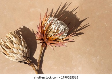 dried exotic flower Protea and shadow on beige  paint textured background close up . poster. minimal floral concept