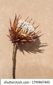 Dried Exotic Flower Protea And Shadow On Beige  Paint Textured Background Close Up . Poster. Minimal Floral Concept