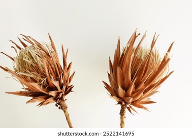 Dried exotic flowers Protea on white background close up . poster. minimal floral card - Powered by Shutterstock