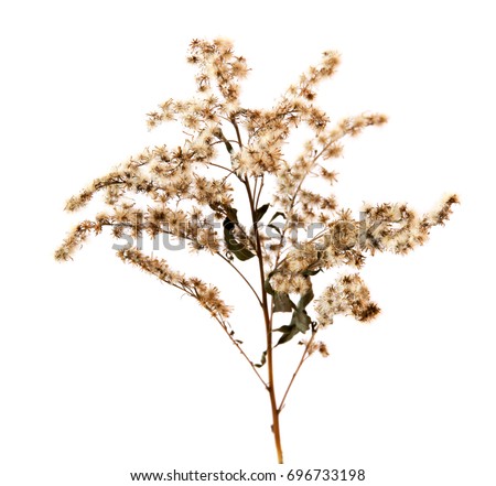 dried fall leaves of feather grass plants isolated