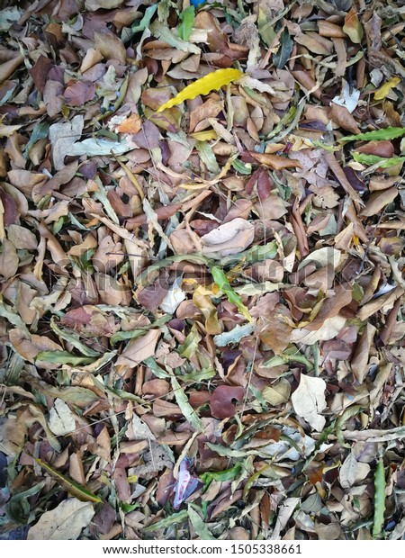 Dried Fallen Leaves On Wild Ground Stock Photo Edit Now Dried Fallen Leaves On Wild Ground Stock Photo Edit Now