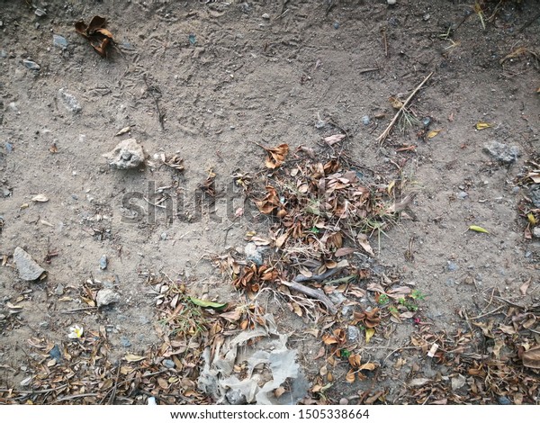 Dried Fallen Leaves On Wild Ground Stock Photo Edit Now Dried Fallen Leaves On Wild Ground Stock Photo Edit Now