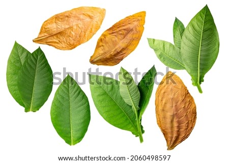 Dried fermented and fresh tobacco leaves (Nicotiana tabacum foliage) isolated
