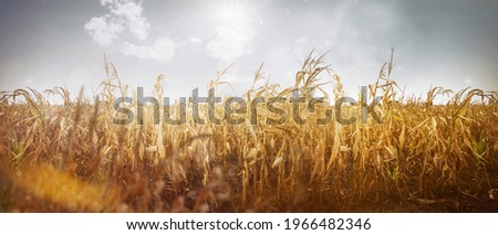 Dried up field drought crop