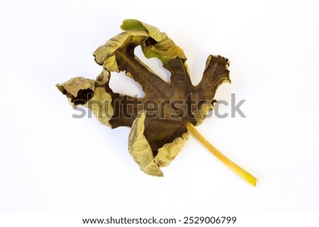 A dried fig leaf isolated on white background.