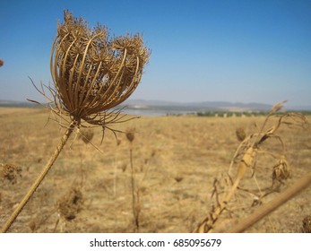 Dried flower