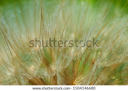 Similar – wheat field Wheat