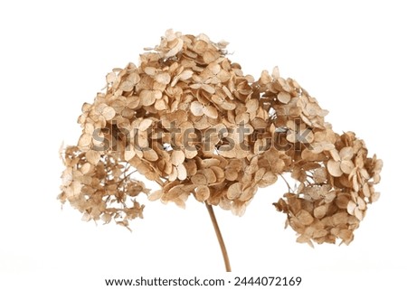 Dried flower Hydrangea isolated on white background.  Withered delicate hortensia flower.