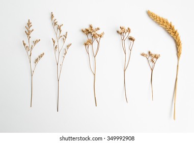 Dried Flower On Old White Background.