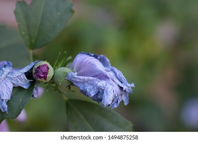 Dried Flower On Tree. One Blooming, One Dead Flower On Branch With Bokeh Effect.