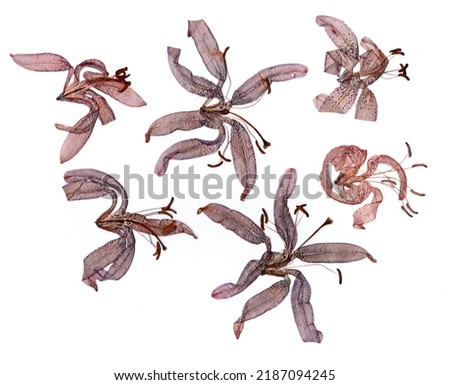dried flower petals, application bouquet of dry  flowers