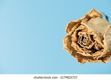 Dried flower of rose on a blue background