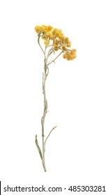 dried flowers, dry grass on a white background,,immortelle,everlasting,Helichrysum - Shutterstock ID 485303281