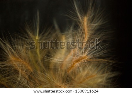 Similar – wheat field Wheat