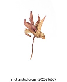 Dried Flowers Isolated  On White Background