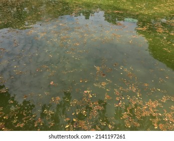 Dried Flowers And Leaves Of Albizia Lebbeck Tree On Still Water Surface