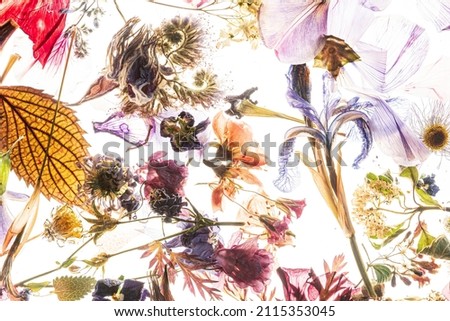 Similar – Image, Stock Photo Seen from the frog’s perspective: Lavender, poppy and curious woman