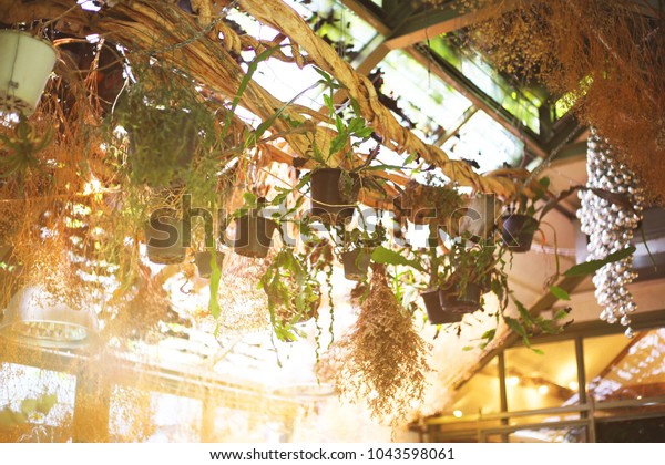 Dried Flowers Plant Pots Decorations Living Stock Photo Edit Now