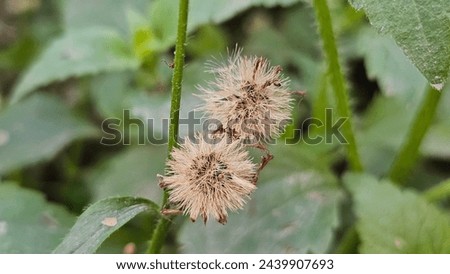 Dried flowers that are still beautiful in nature. Macro shot of the grass flower. Pappus or seed-clock of a catsear flower, called cypsela.